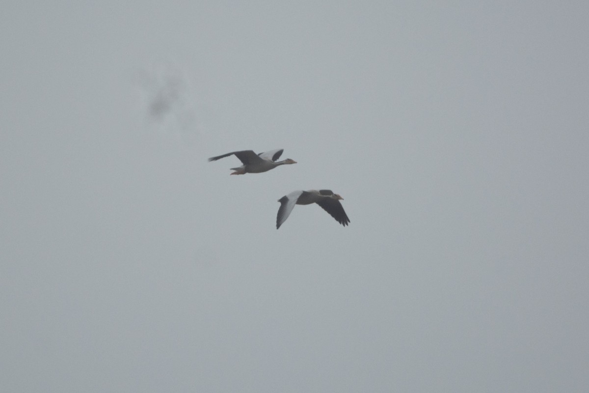 Oie à tête barrée - ML646118684