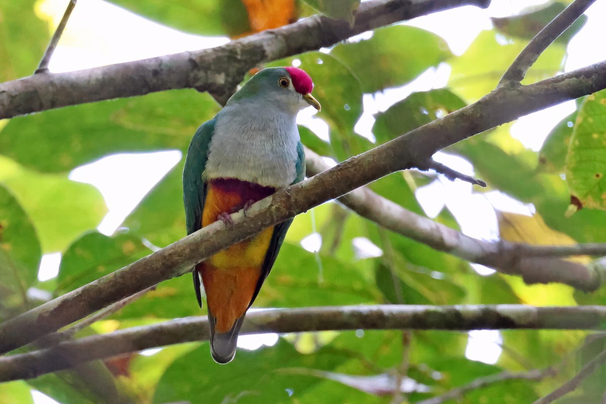 Beautiful Fruit-Dove - ML646118687