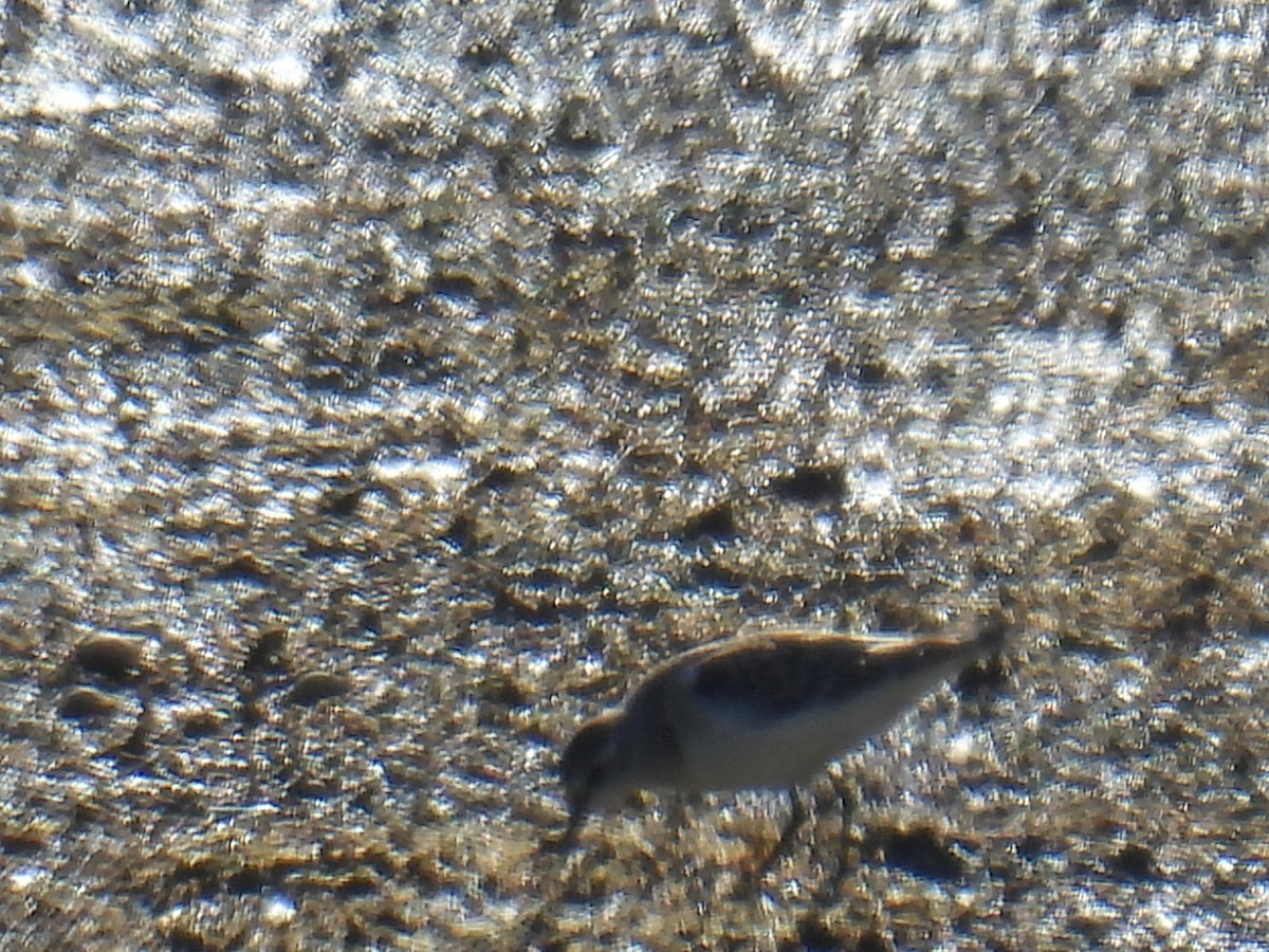 Little Stint - ML646118691