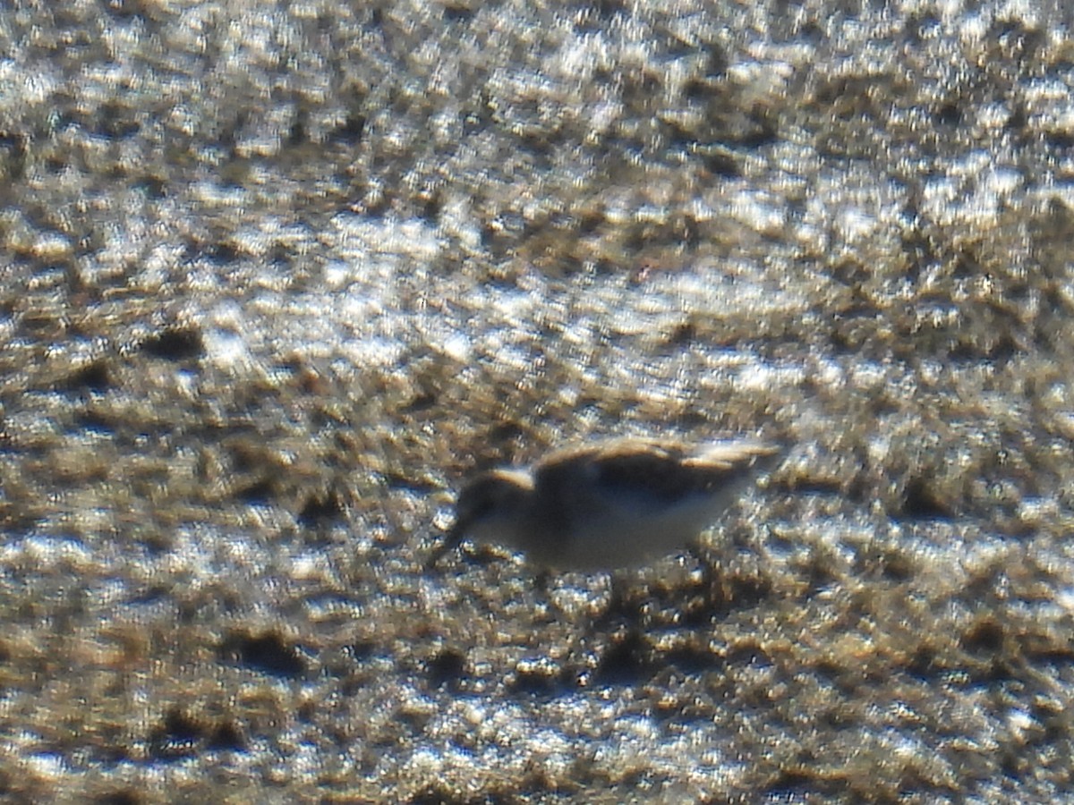 Little Stint - ML646118692