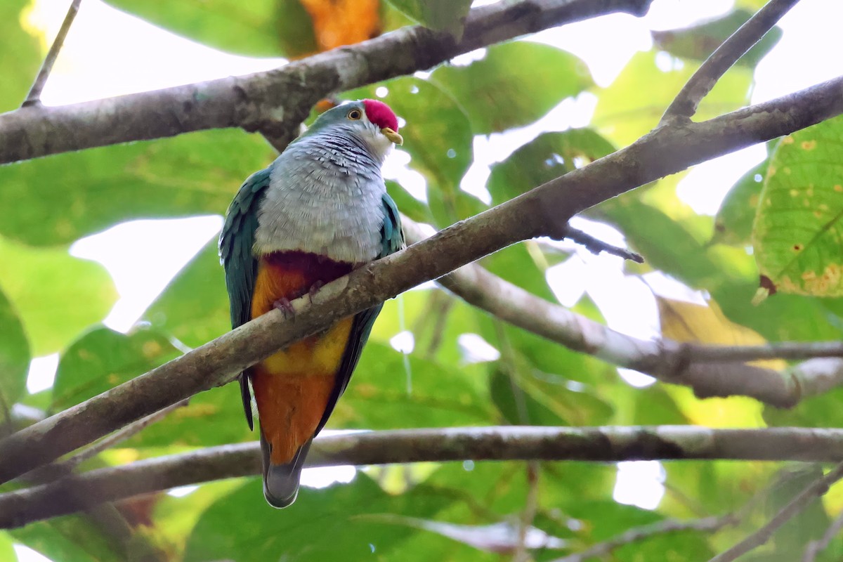 Beautiful Fruit-Dove - ML646118698