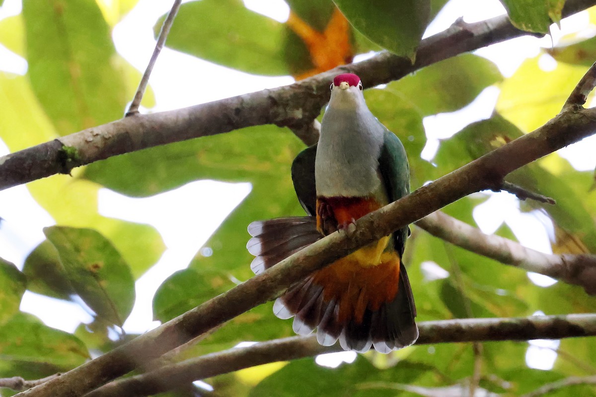 Beautiful Fruit-Dove - ML646118708