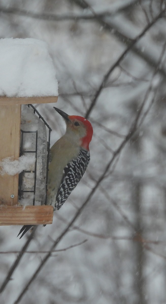 Red-bellied Woodpecker - ML646118710