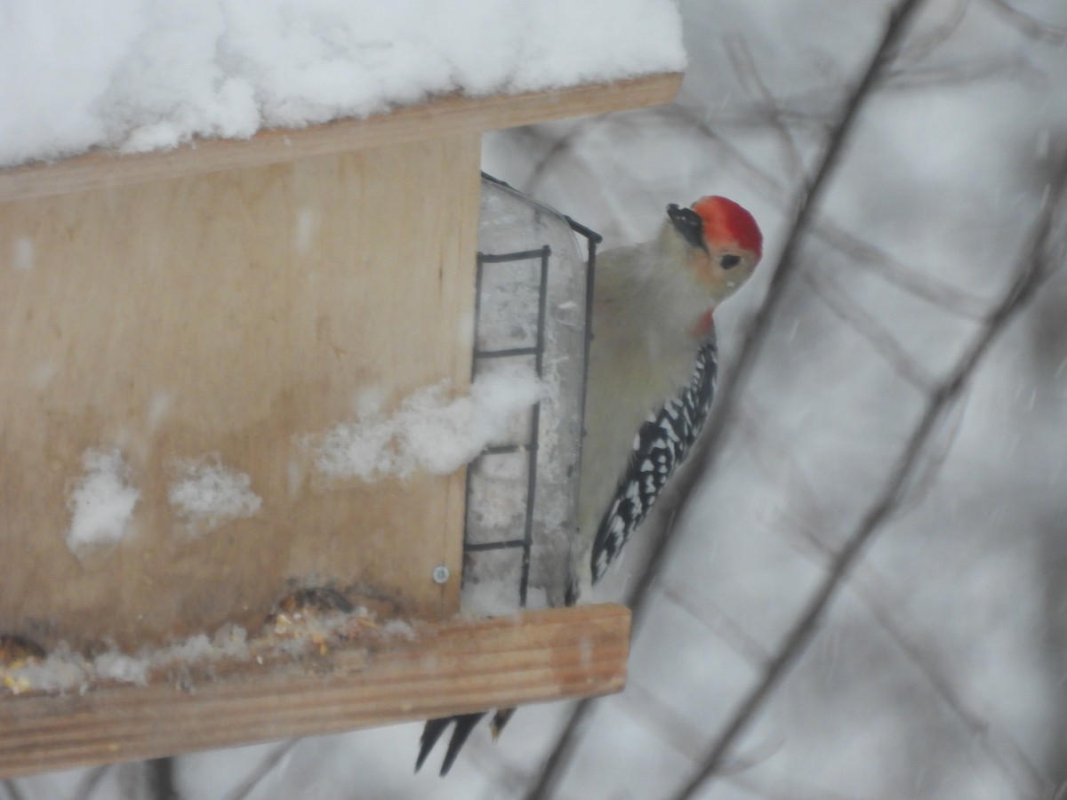 Red-bellied Woodpecker - ML646118711