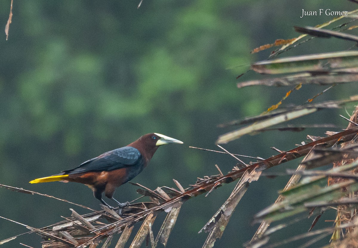 Chestnut-headed Oropendola - ML646118712
