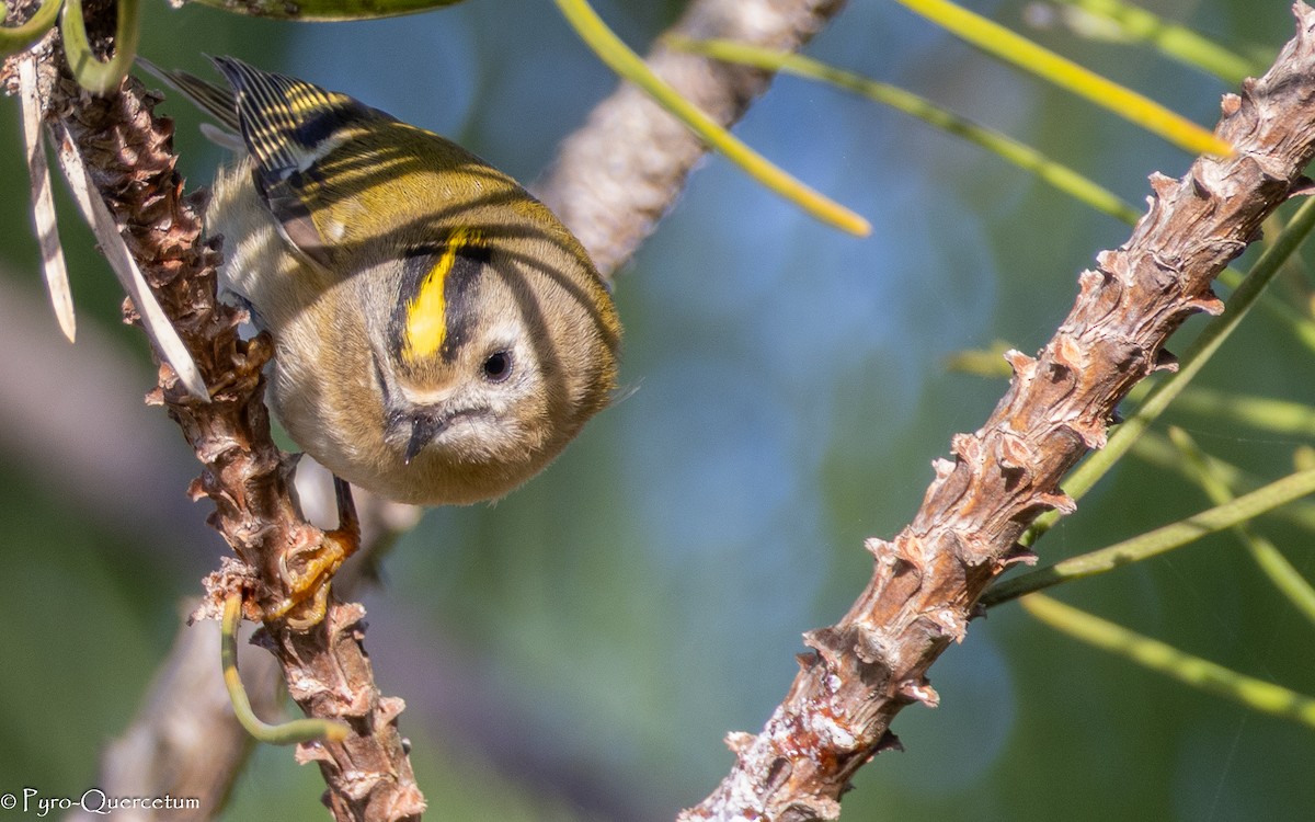 Goldcrest - ML646118721