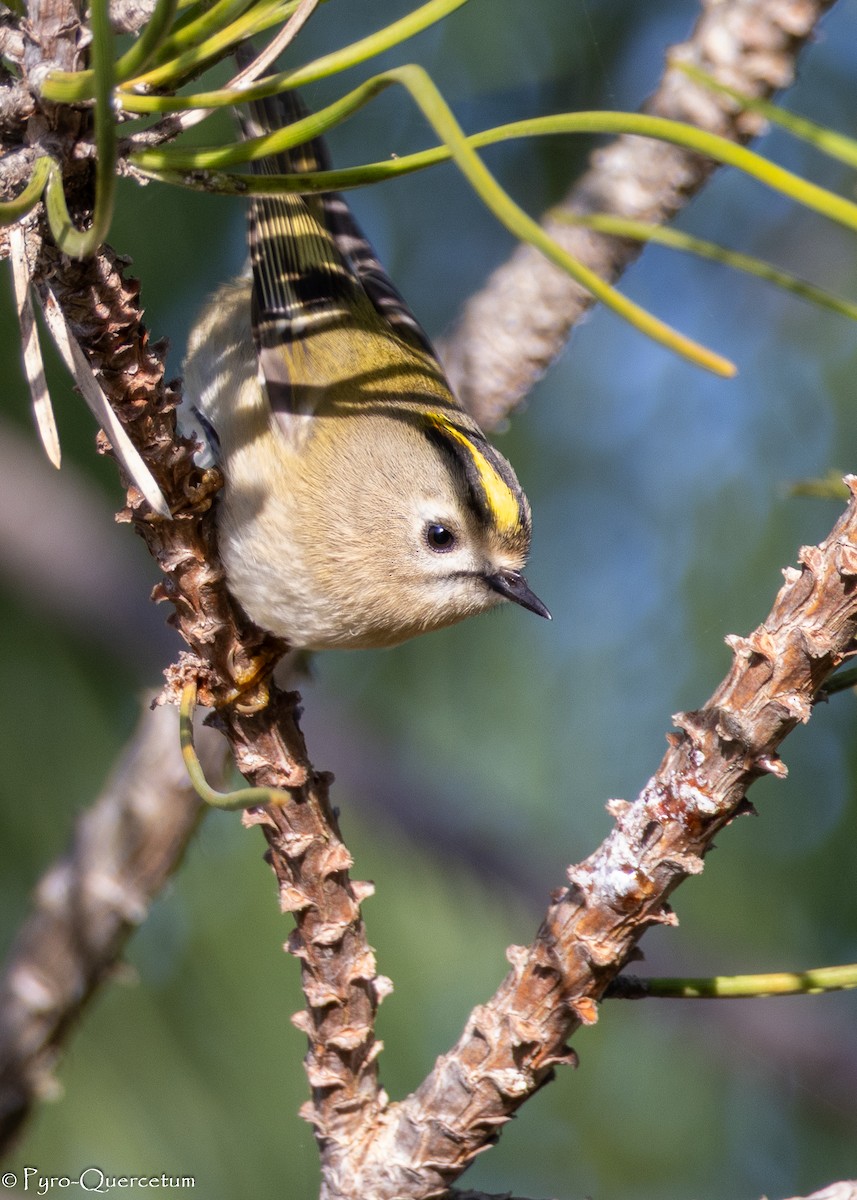 Goldcrest - ML646118722