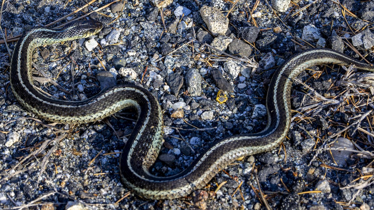 Eastern Garter Snake - ML646118723