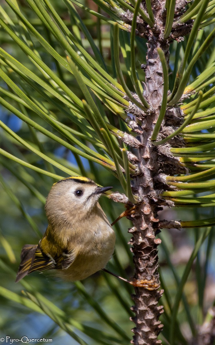 Goldcrest - ML646118724