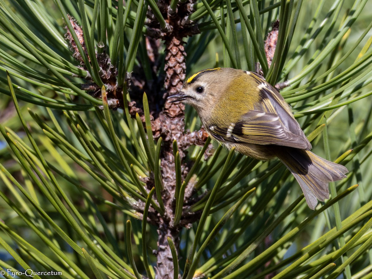 Goldcrest - ML646118725