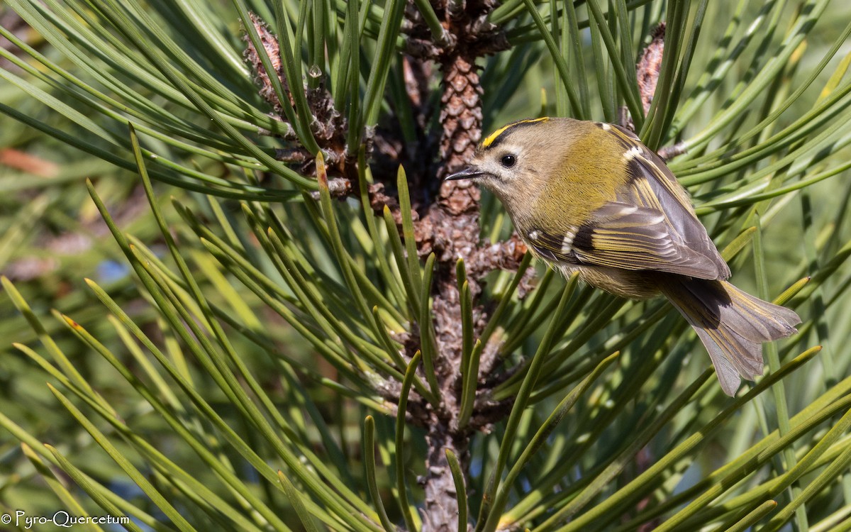 Goldcrest - ML646118726