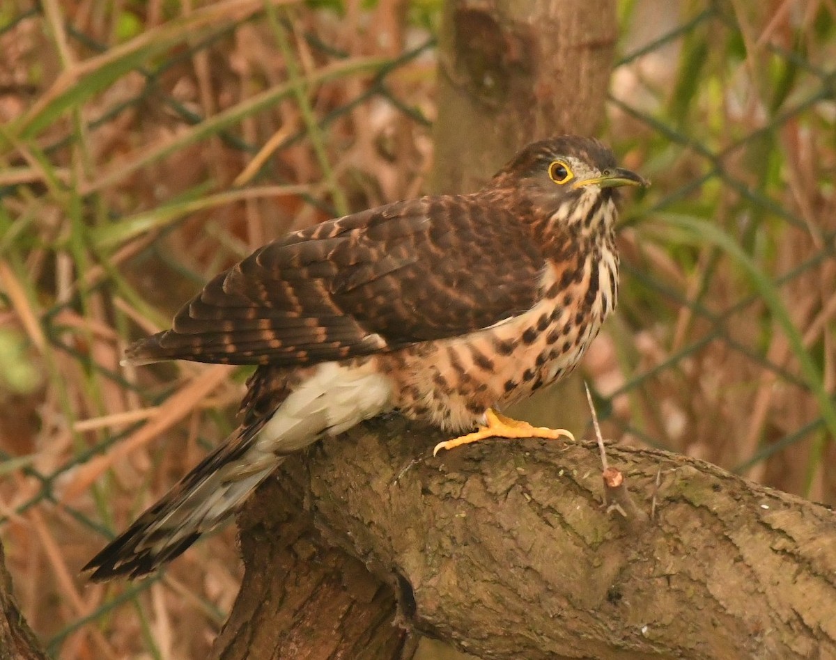 Large Hawk-Cuckoo - ML646118727