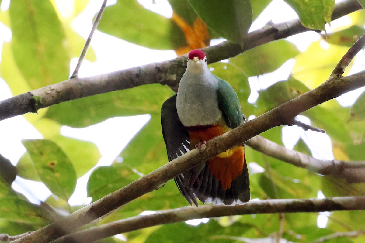 Beautiful Fruit-Dove - ML646118730