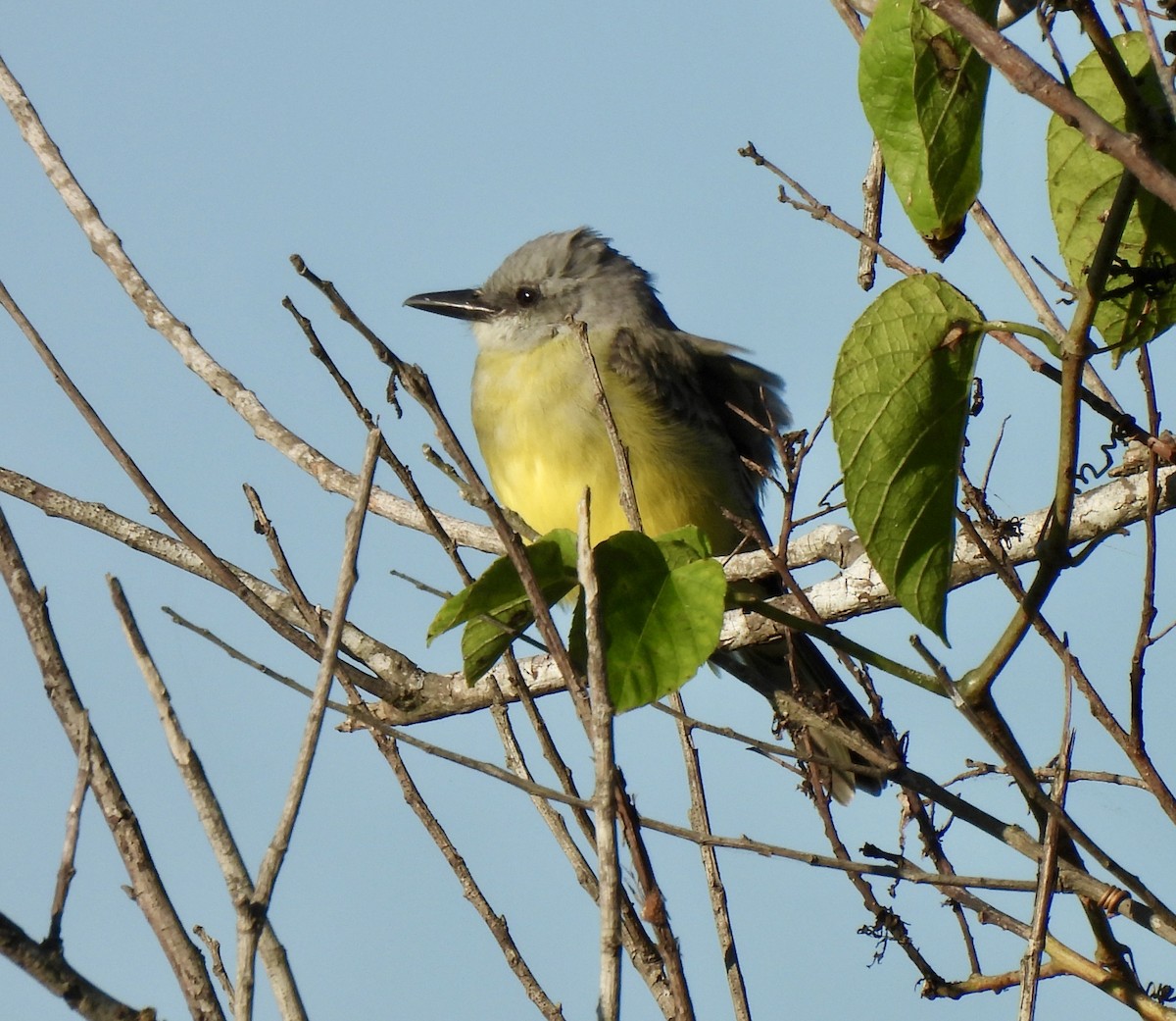 Tropical Kingbird - ML646118737