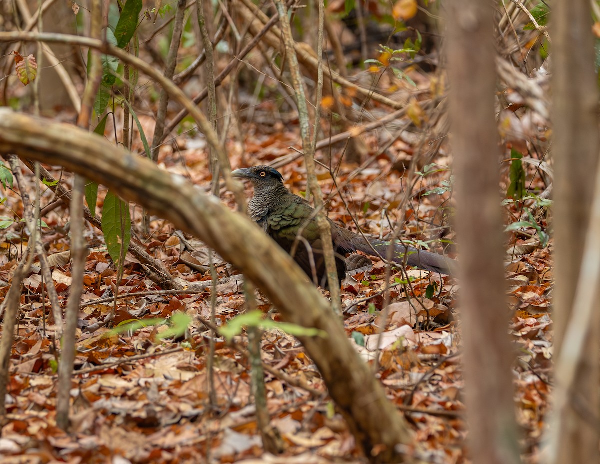 Rufous-vented Ground-Cuckoo - ML646118745
