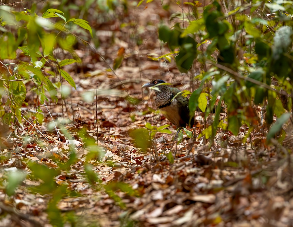 Rufous-vented Ground-Cuckoo - ML646118746