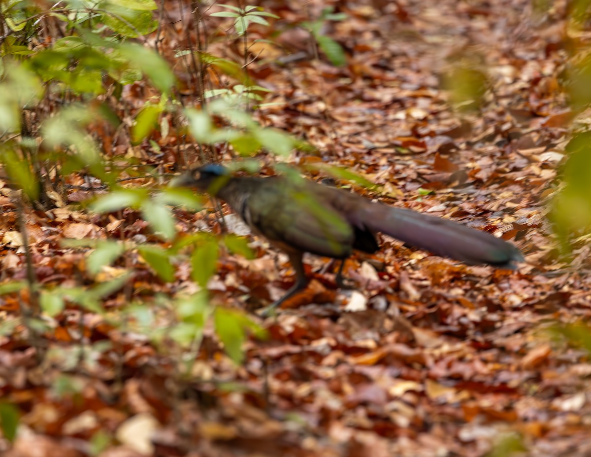 Rufous-vented Ground-Cuckoo - ML646118747