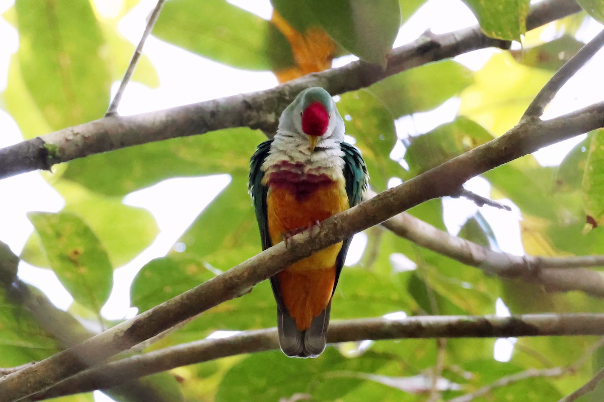 Beautiful Fruit-Dove - ML646118752
