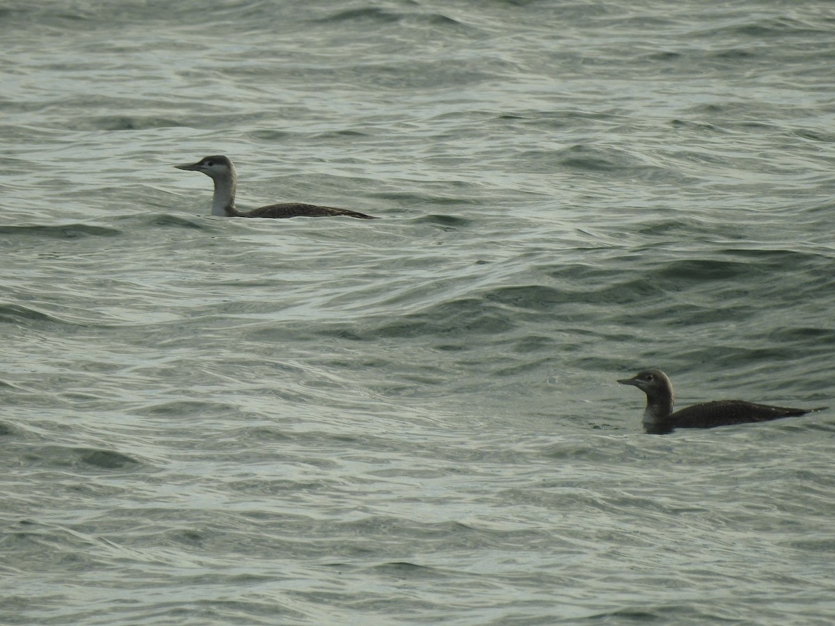 Red-throated Loon - ML646118753