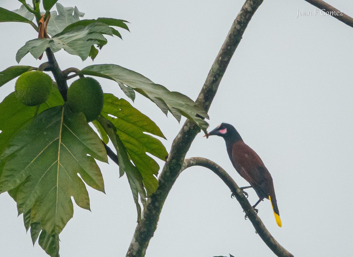 Cassique de Cassin - ML646118764