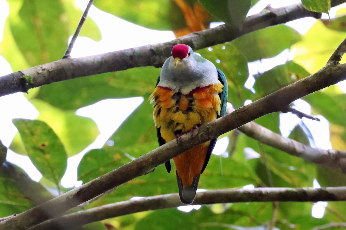 Beautiful Fruit-Dove - ML646118766