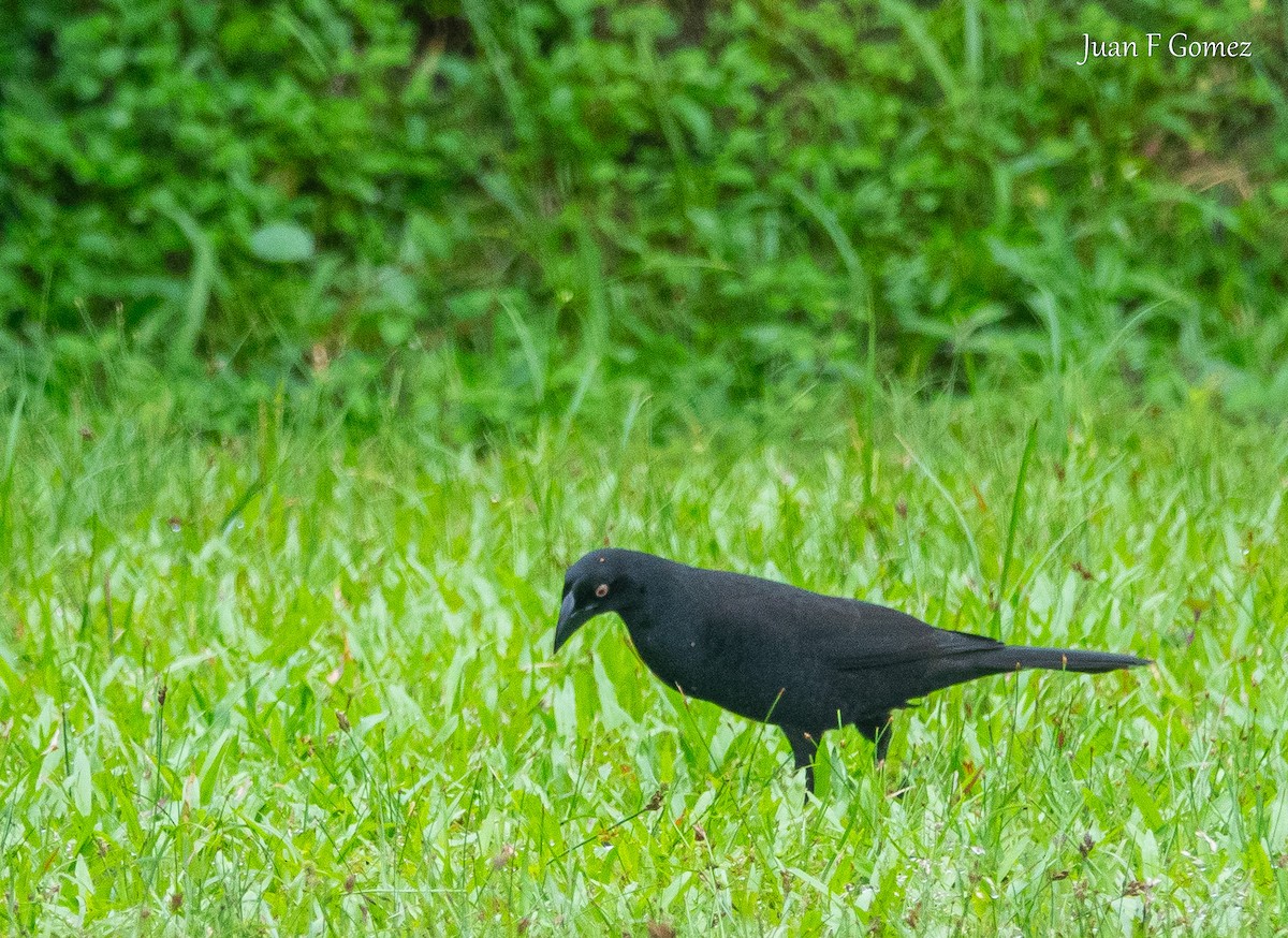 Giant Cowbird - ML646118768