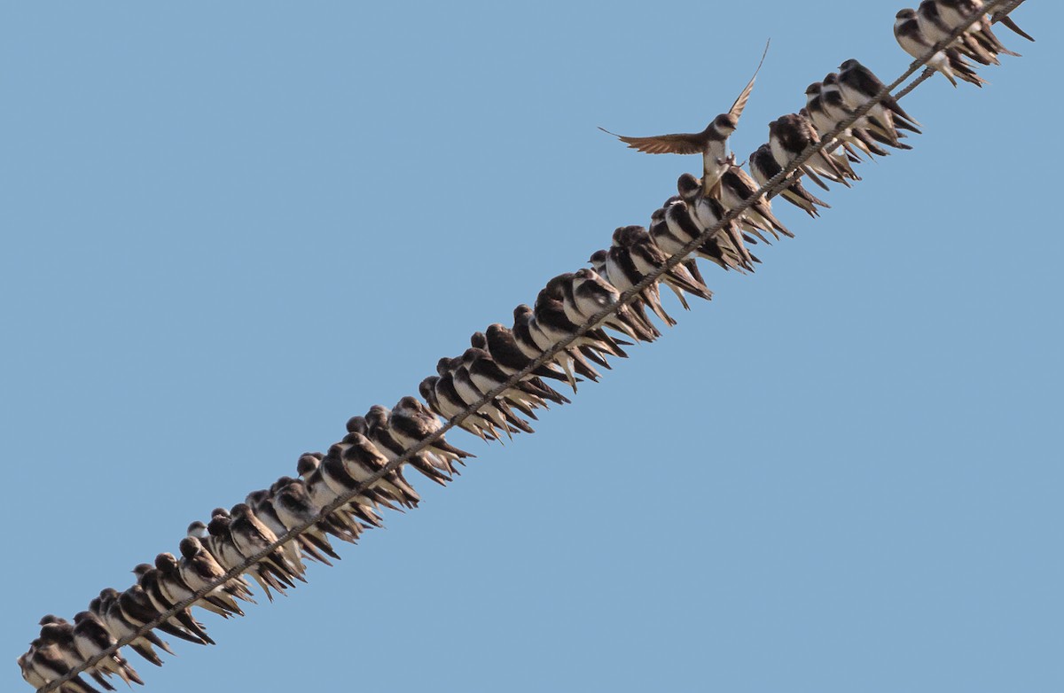 Bank Swallow - ML646118769