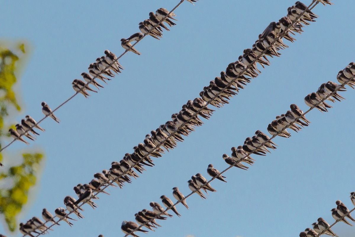 Bank Swallow - ML646118770