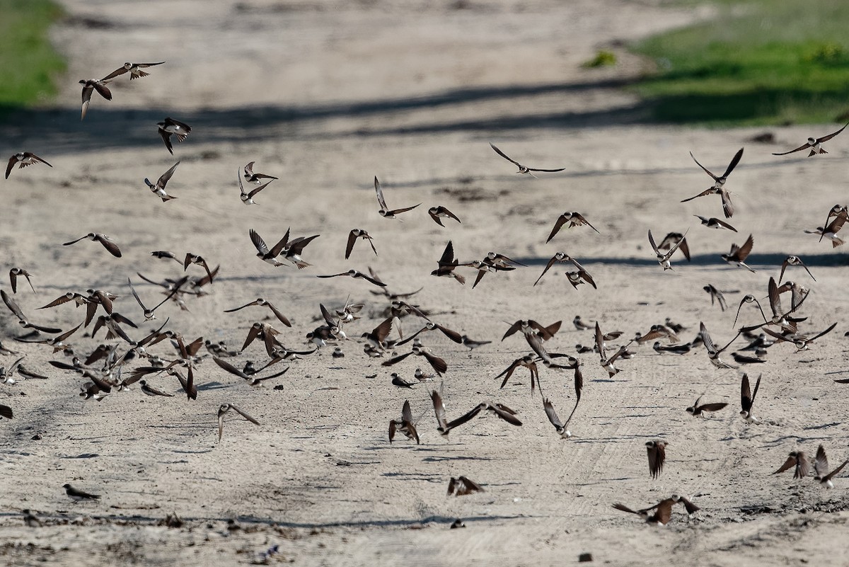 Bank Swallow - ML646118771