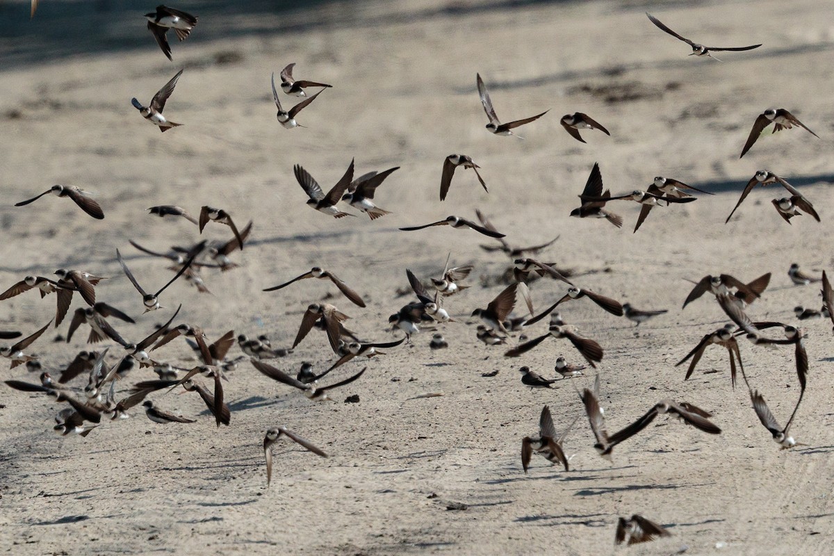 Bank Swallow - ML646118772