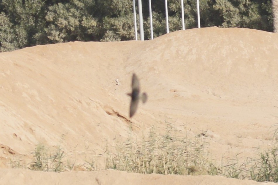 swallow sp. - ML646118789