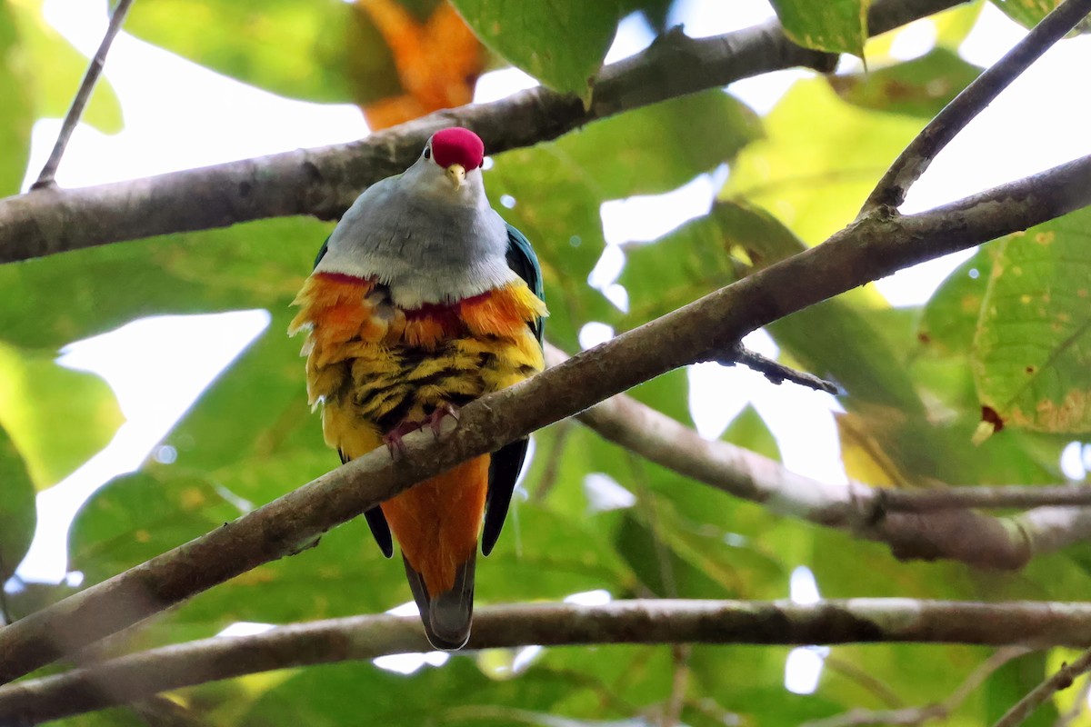 Beautiful Fruit-Dove - ML646118793