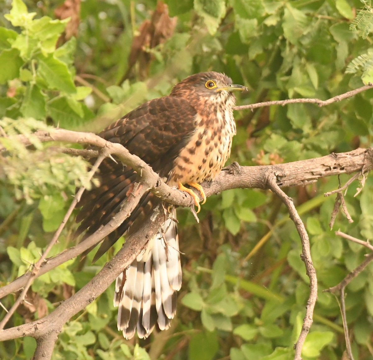 Large Hawk-Cuckoo - ML646118795
