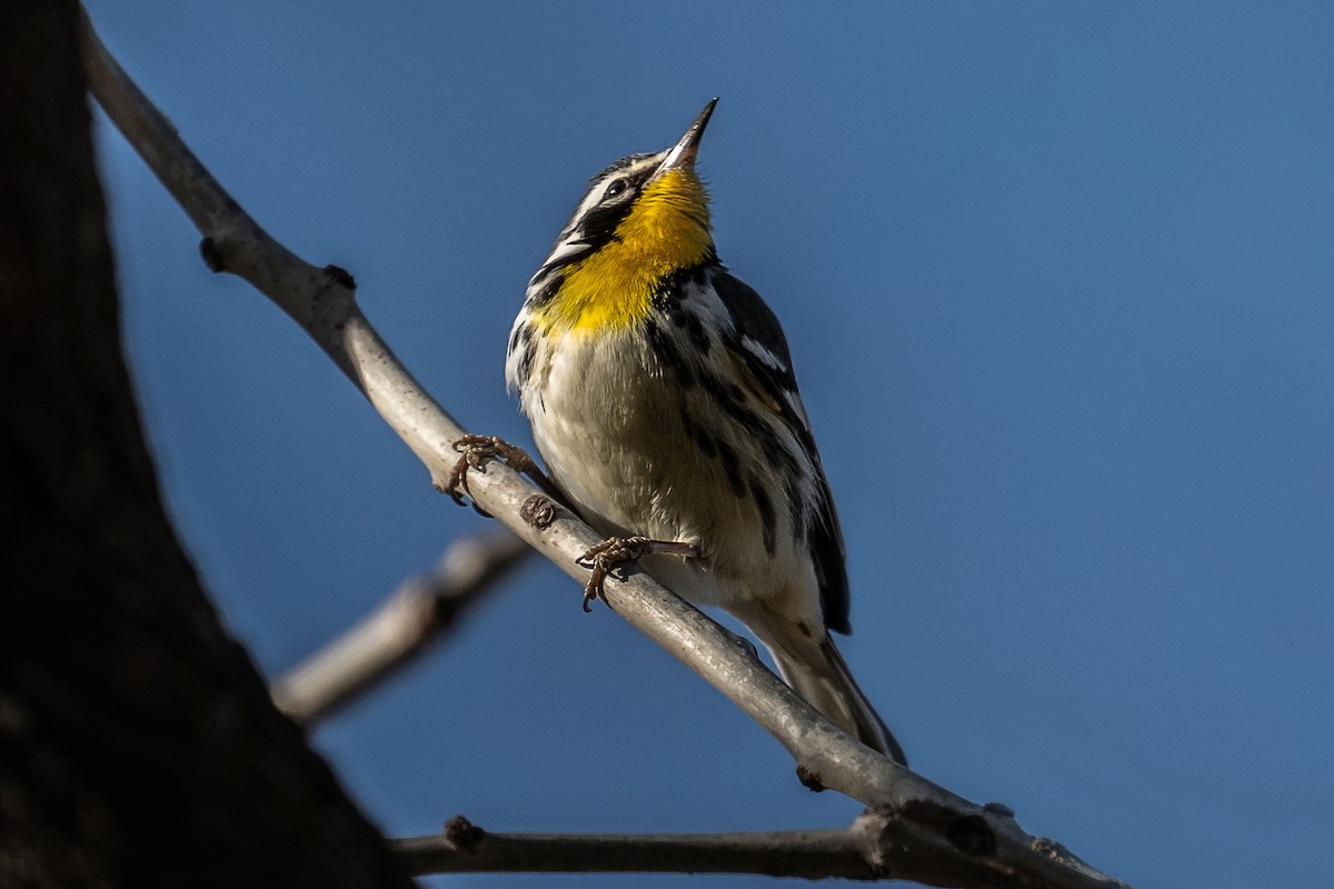 Yellow-throated Warbler - ML646118801
