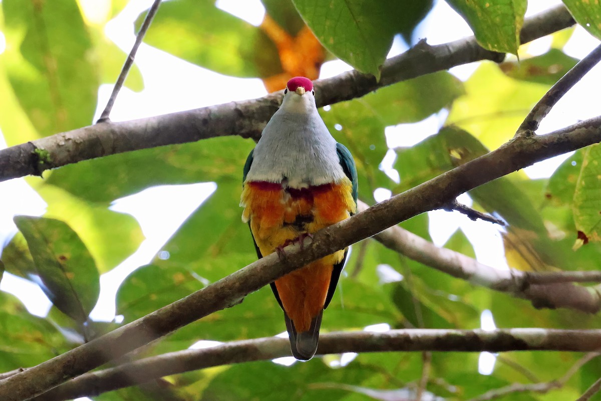 Beautiful Fruit-Dove - ML646118817