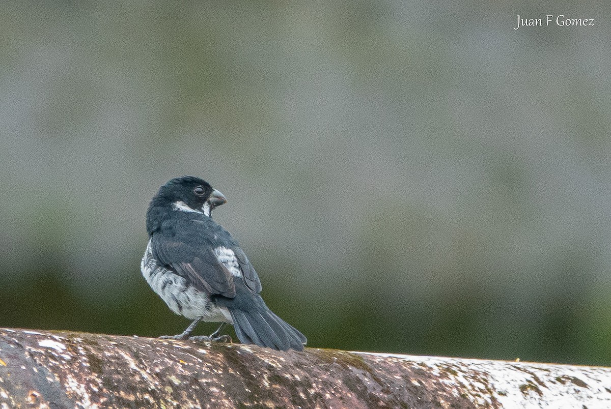Variable Seedeater - ML646118821