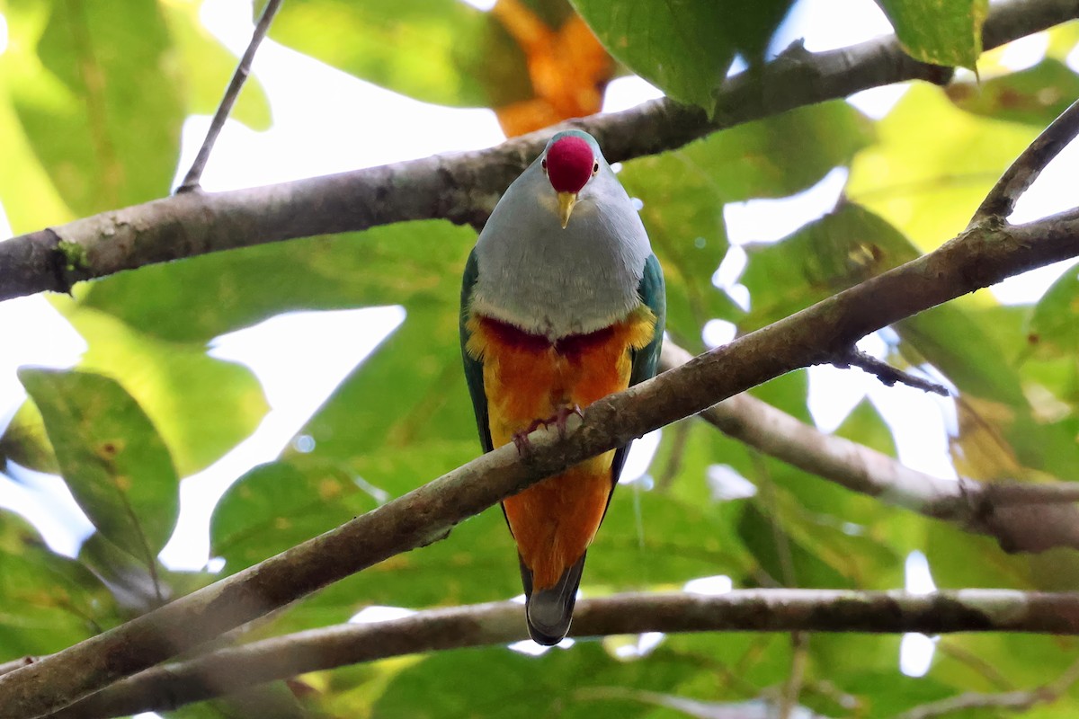 Beautiful Fruit-Dove - ML646118823