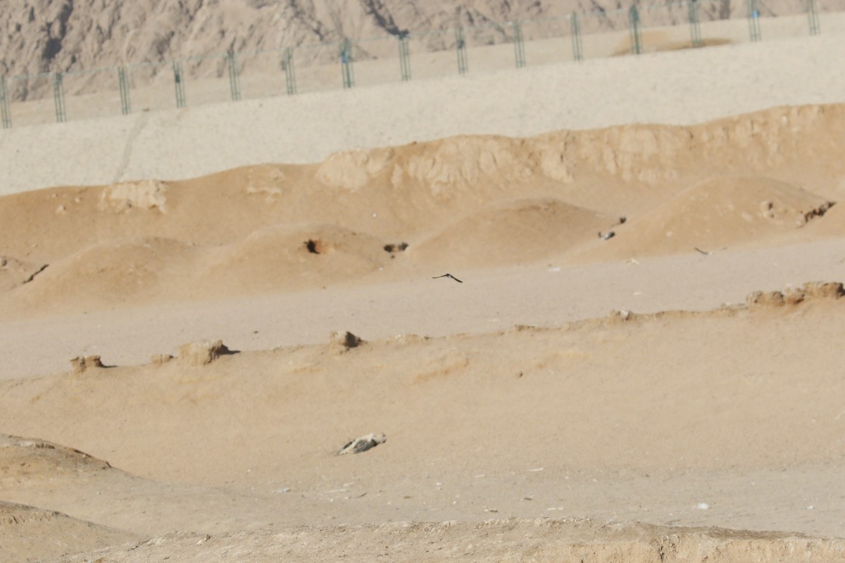 swallow sp. - ML646118824