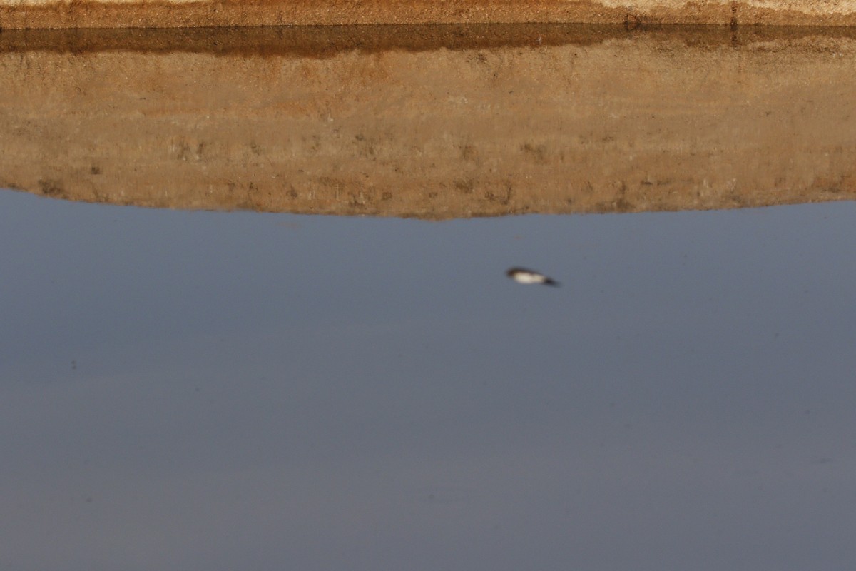 swallow sp. - ML646118825