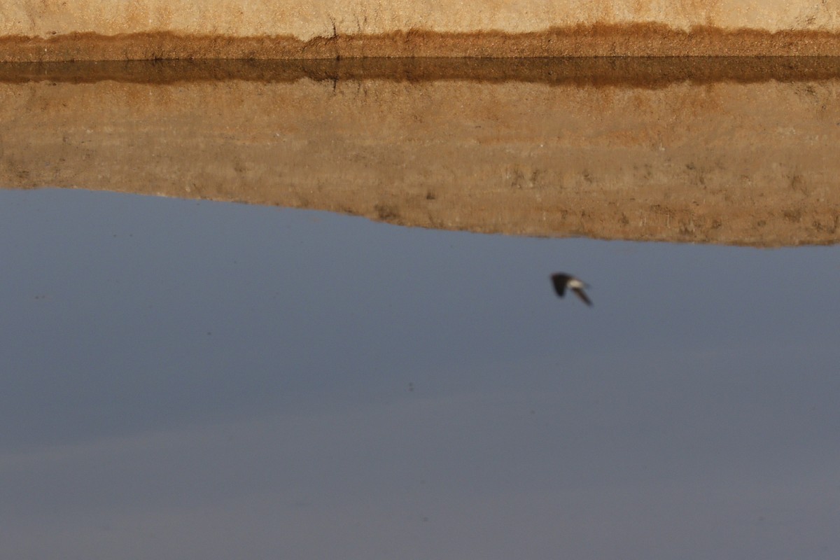 swallow sp. - ML646118826