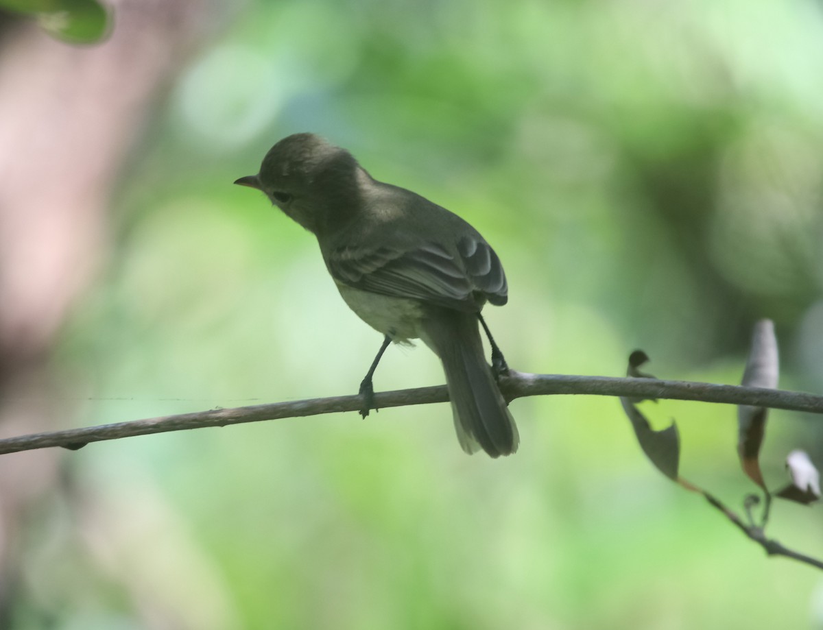 Northern Beardless-Tyrannulet - ML646118828