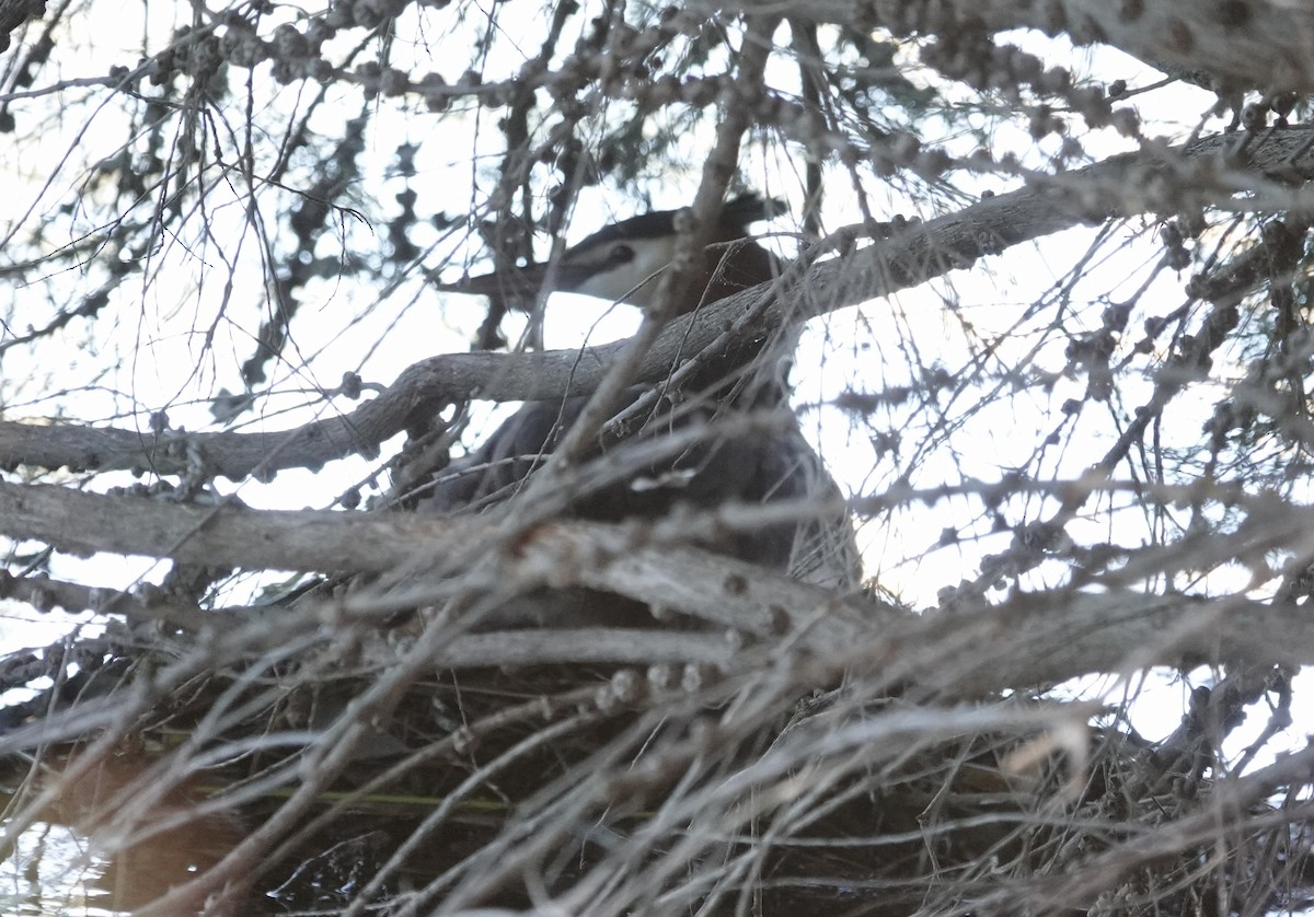 Great Crested Grebe - ML646118831