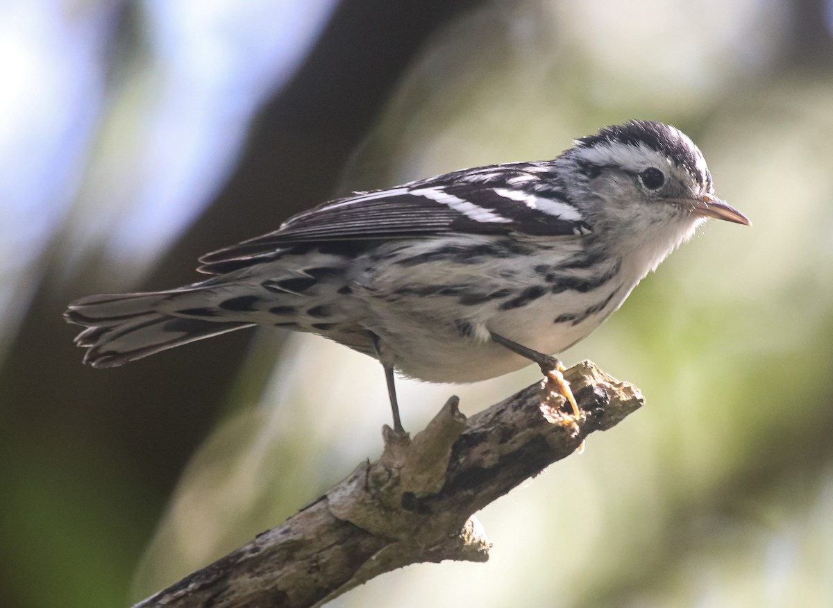 Black-and-white Warbler - ML646118836