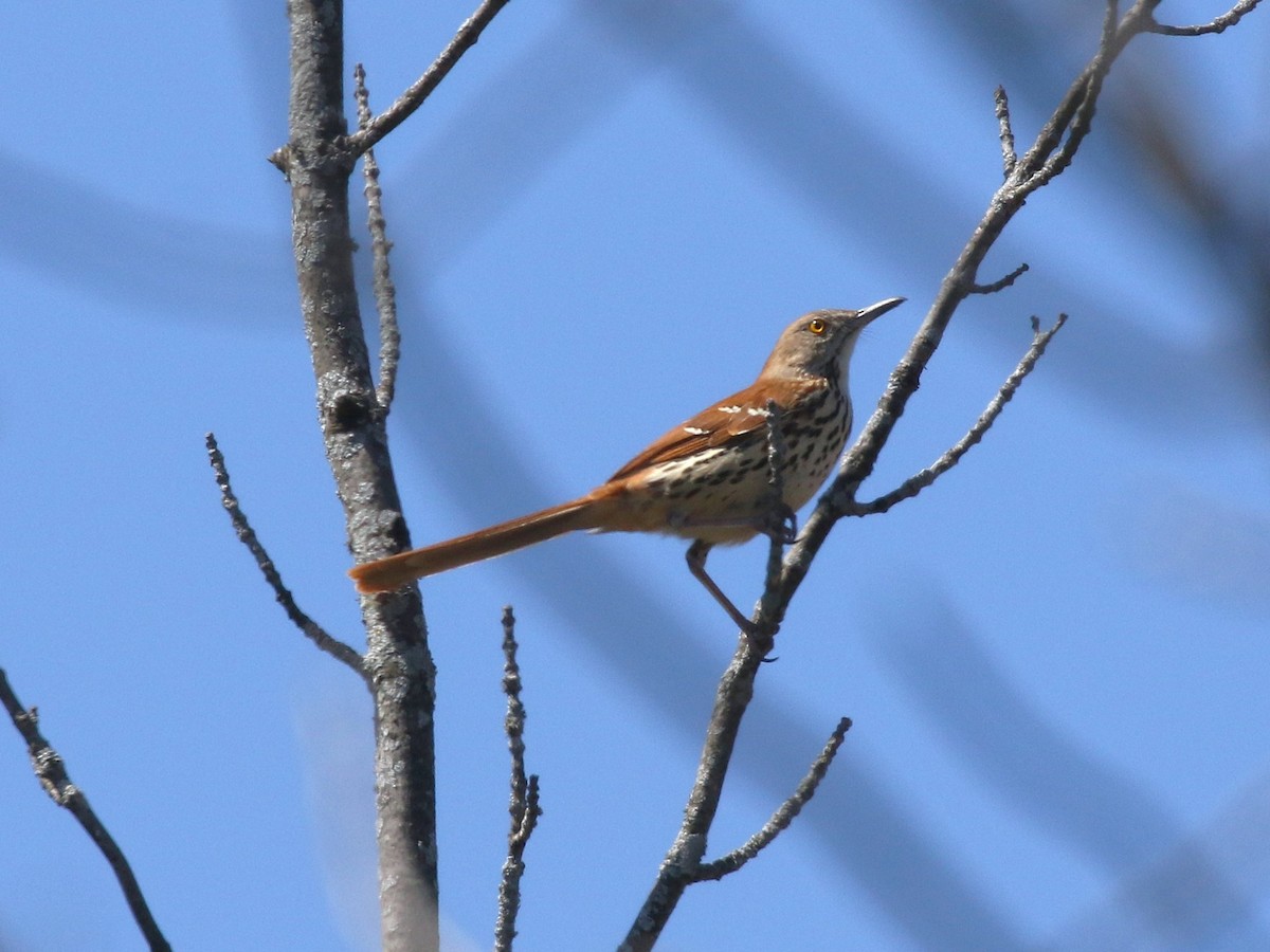 Brown Thrasher - ML646118839