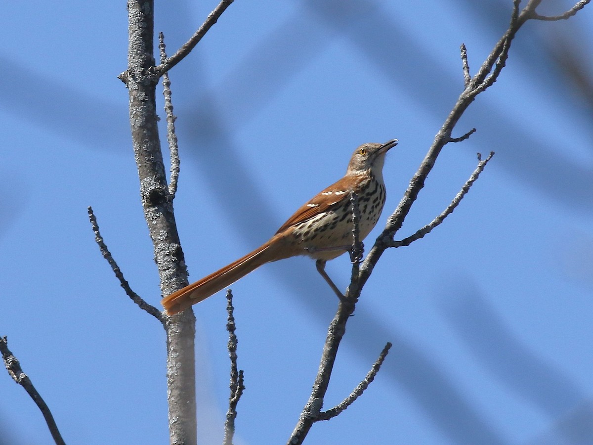 Brown Thrasher - ML646118840