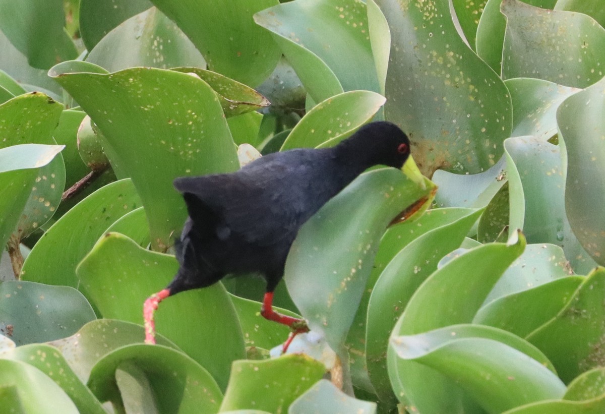 svartrikse - ML646118843