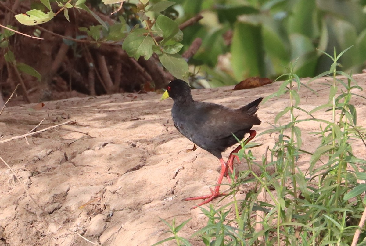 svartrikse - ML646118844