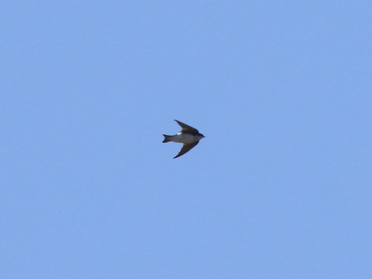 Tree Swallow - ML646118854