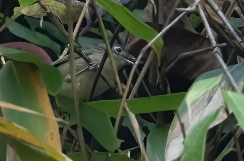 Nepal Fulvetta - ML646118856