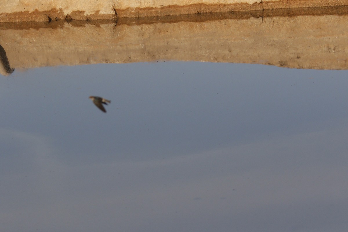 swallow sp. - ML646118864